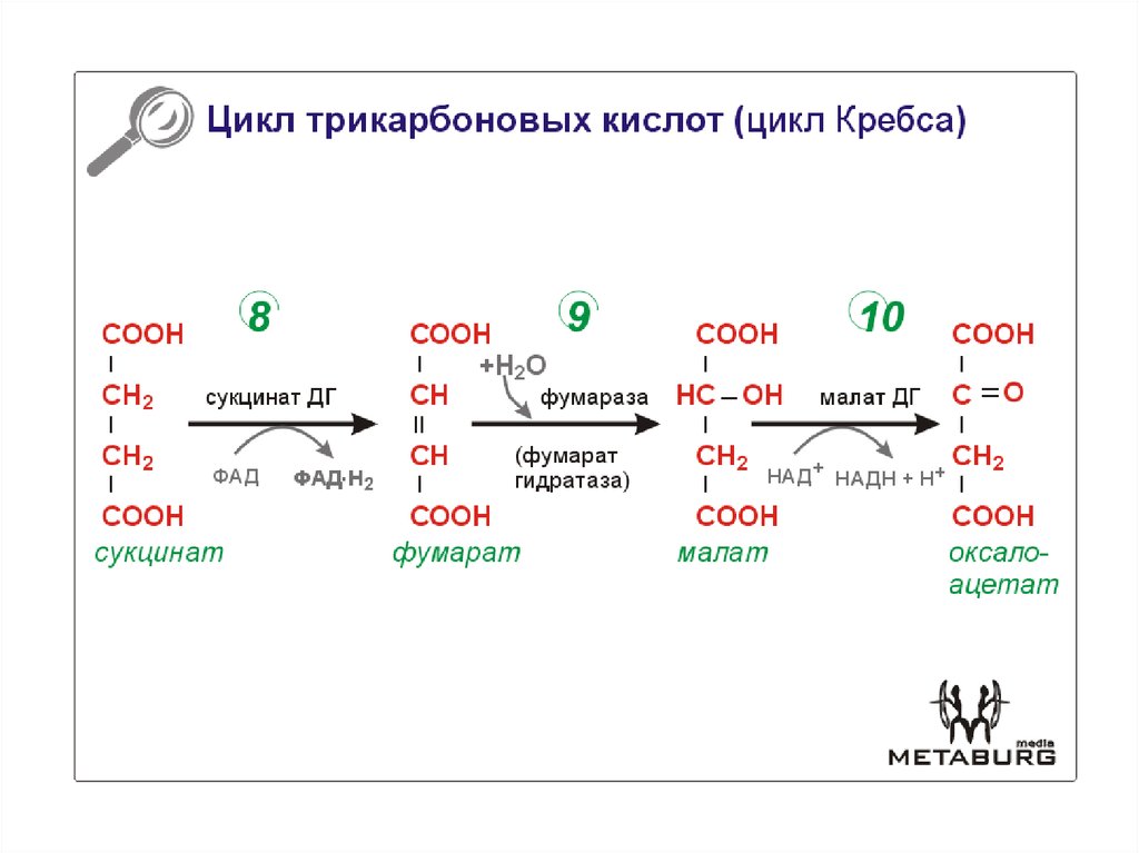 Цикл трикарбоновых кислот этапы. Цикл Кребса пируват. Цикл трикарбоновых кислот ЦТК биохимия. Активаторы ферментов цикла трикарбоновых кислот. Цикл трикарбоновых кислот (ЦТК).
