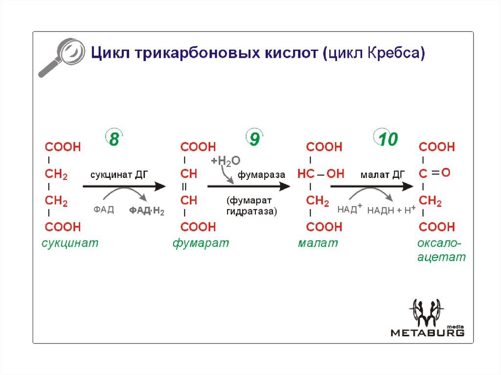 Источники 3 кислот. Дикарбоновые кислоты цикла Кребса. Цикл трикарбоновых кислот (ЦТК). Цикл трикарбоновых кислот реакции. Цикл трикарбоновых кислот цикл Кребса.