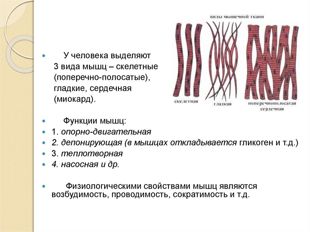 Типы мышц. Физиологические свойства поперечно полосатой мышечной ткани. Перечислите функции поперечно-полосатых мышц:. Скелетные поперечно-полосатые мышцы сокращаются. Поперечно-полосатая Скелетная мышечная ткань функции.