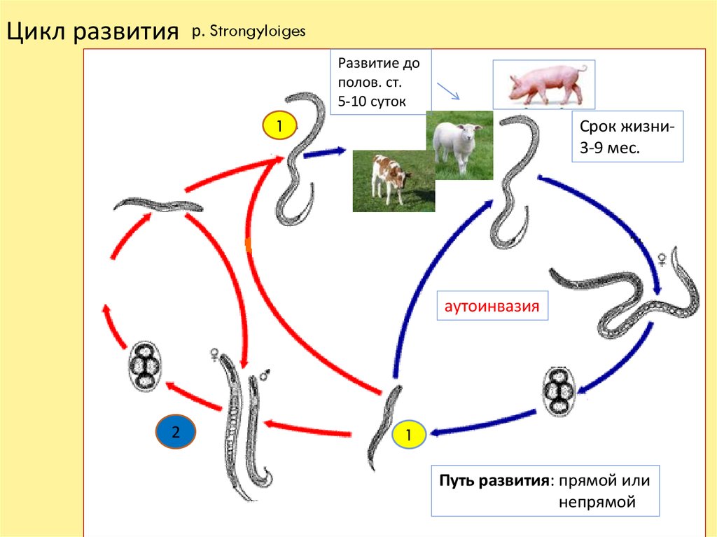 Жизненный цикл угрицы кишечной. Стронгилоидоз цикл развития. Strongyloides stercoralis жизненный цикл.