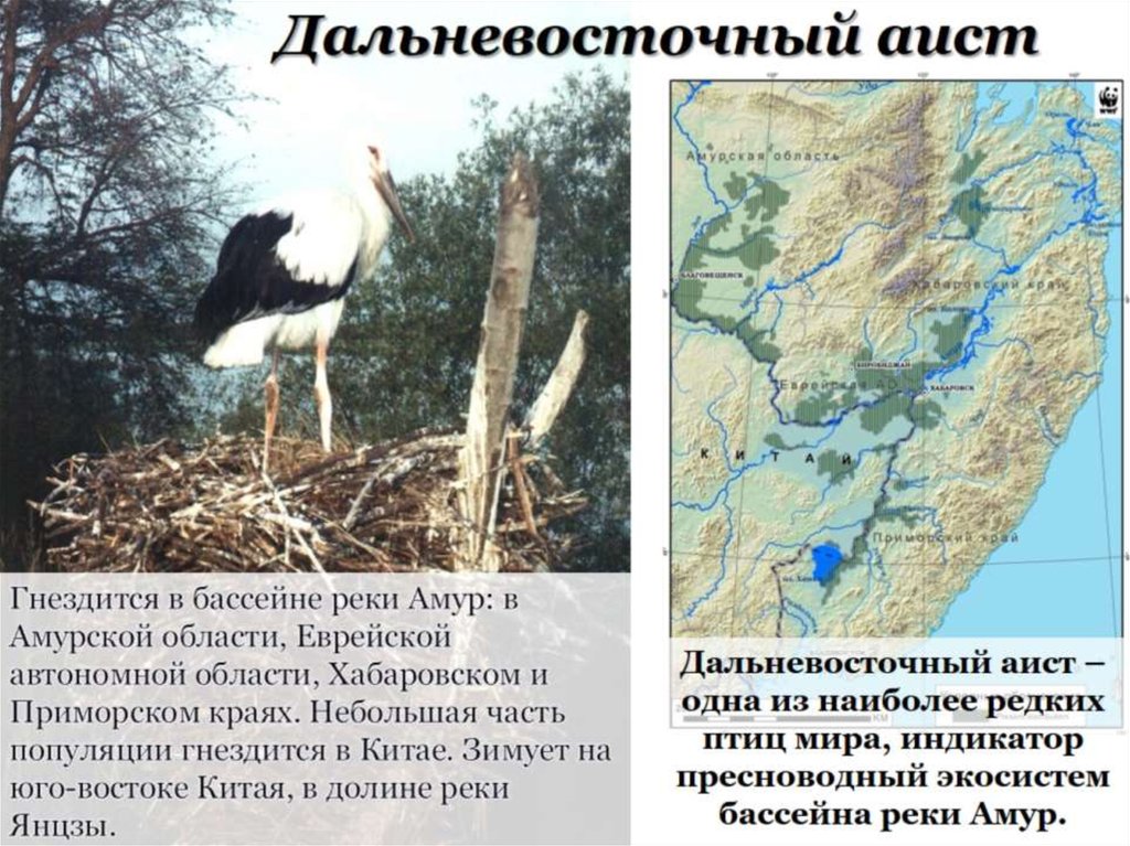Дальневосточный аист презентация