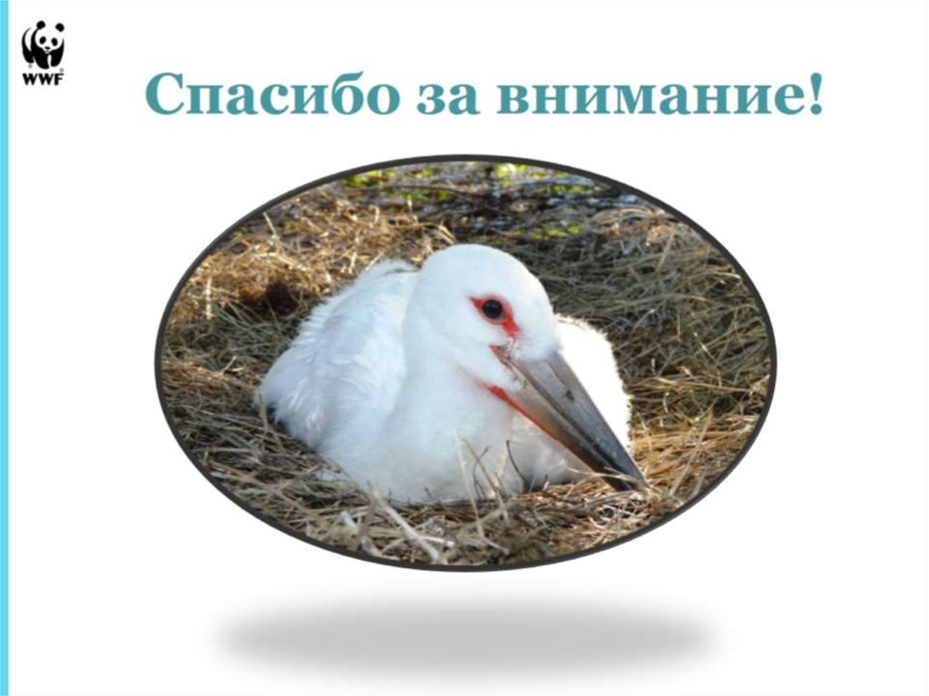 Дальневосточный аист презентация