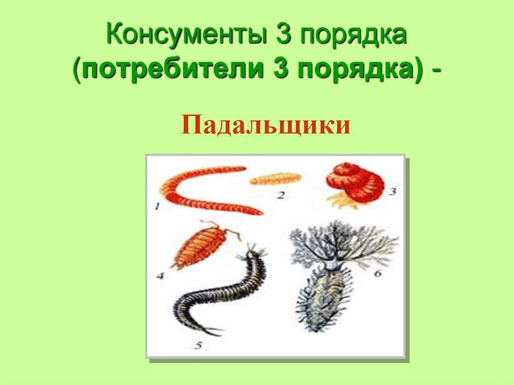 Консументы примеры. Консументы 2 и 3 порядка. Консументы 3 порядка. Консументы второго порядка. Консументы 3 порядка примеры.