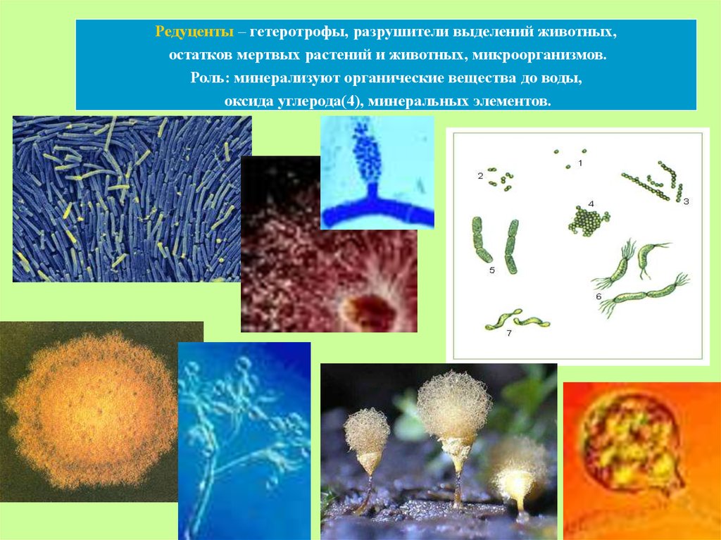 Мертвое органическое вещество. Бактерии редуценты. Редуценты микроорганизмы. Разрушители редуценты. Почвенные бактерии редуценты.