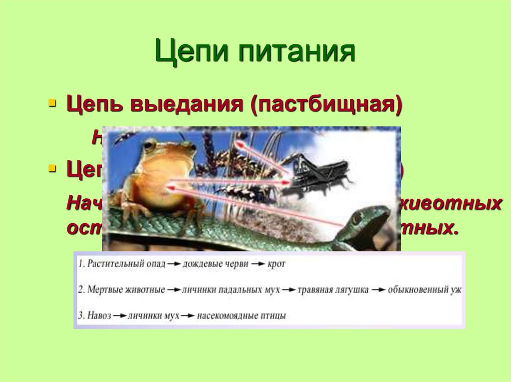 Пищевая цепь листовой опад дождевой червь. Цепи питания цепь выедания и цепь разложения. Цепь выедания пастбищная. Цепи питания выедания и разложения. Пастбищная цепь питания.