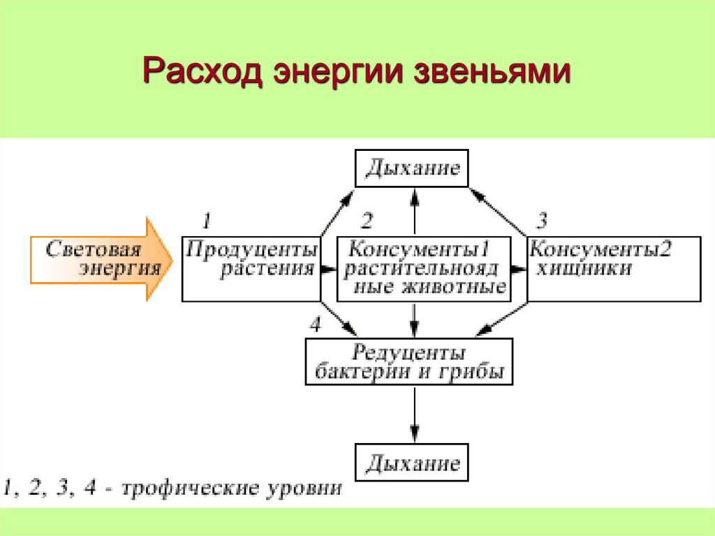 Нарисуйте схему передачи энергии в пищевых цепях