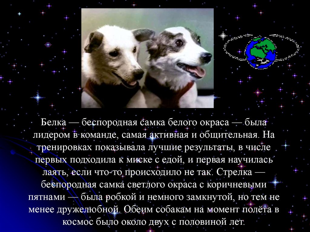 Белка и стрелка в космосе дата. Собаки в космосе презентация. Первые собаки космонавты белка и стрелка. Про белку и стрелку в космосе для детей. Сообщение о космосе белка и стрелка.