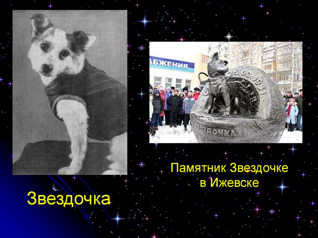 Звёздочка (собака-космонавт). Памятник собаке-космонавту звёздочке сообщение. Собака звездочка в космосе