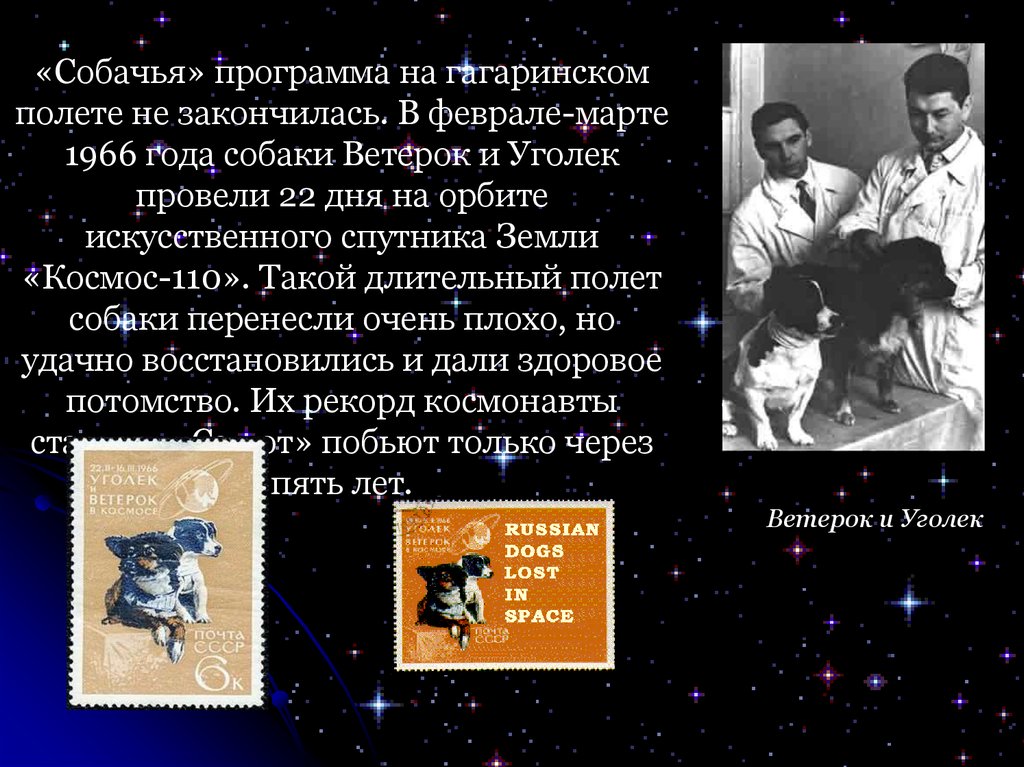 Первые космонавты презентация. Собаки ветерок и Уголек в космосе. Уголек и ветерок в космосе 1966. 1966 Год собака в космосе.