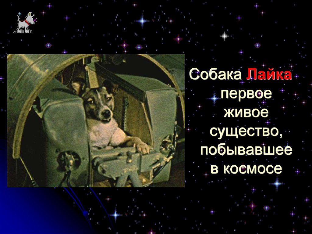 Напиши кто первым побывал в космосе. Первые живые существа полетевшие в космос. Первое живое существо в космосе. Собака лайка в космосе. Кто первый побывал в космосе.