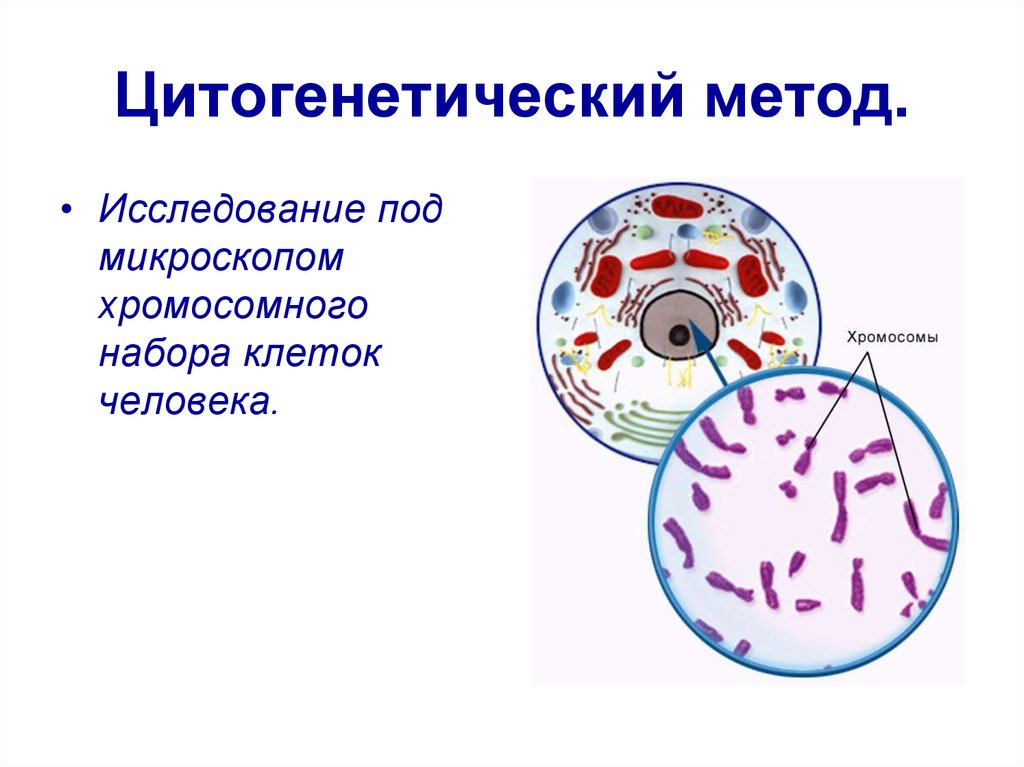 Презентация генетика человека 10 класс профильный уровень