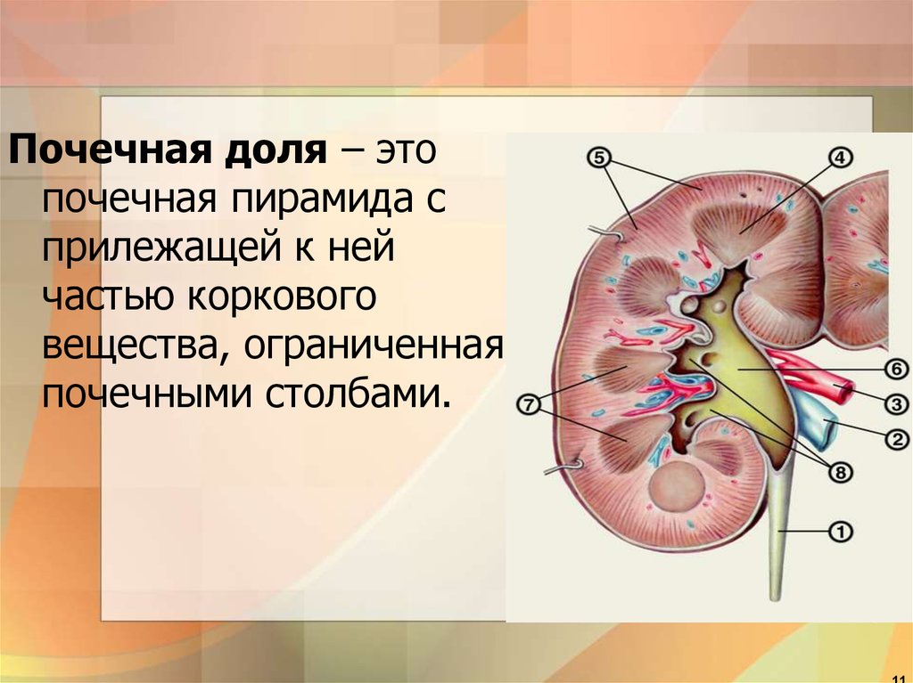 Почка это. Строение почечной доли. Доли почки анатомия. Доля и долька почки. Строение почечной дольки.