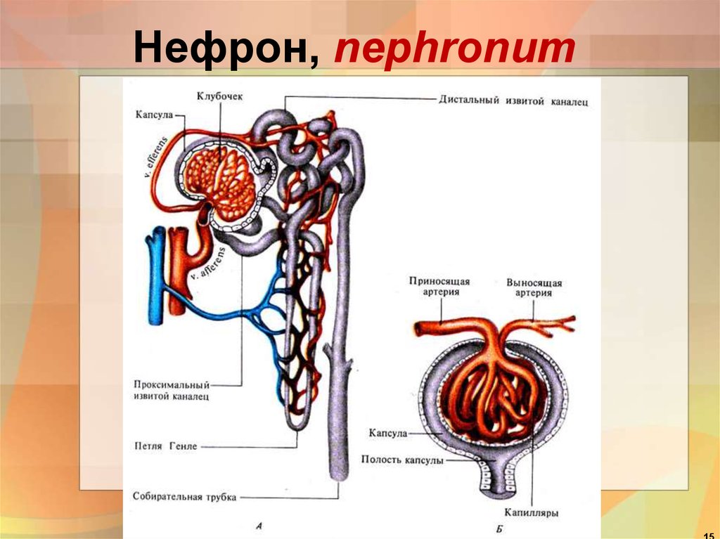 Рисунок нефрона легкий