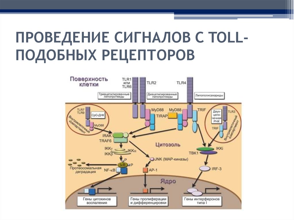 Сигналы рецепторов. Строение toll подобных рецепторов схема. Строение Толл подобных рецепторов. Toll like рецепторы иммунология. Проведение сигналов с toll-подобных рецепторов.