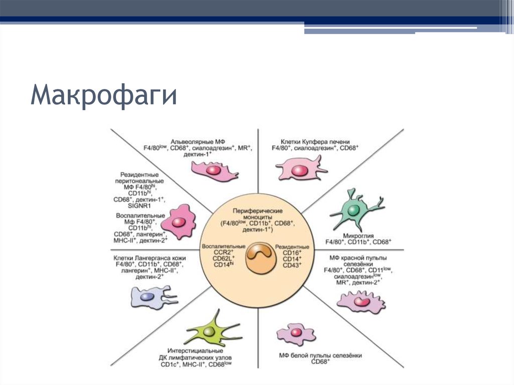 Макрофаги 1 3. Строение макрофагов иммунология. Маркеры макрофагов иммунология. Макрофаги строение и функции. Основные рецепторы макрофагов.