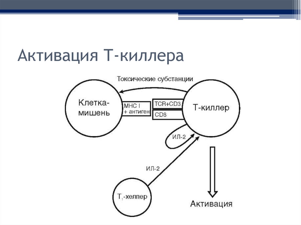 Активация. Т-лимфоциты-киллеры функция. Активация т киллеров схема. Т киллеры механизм действия. Т киллеры иммунология.