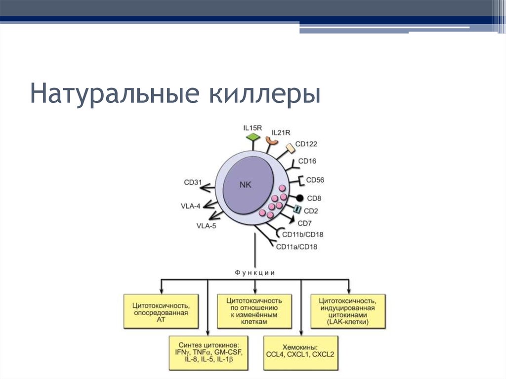 Естественные киллеры презентация