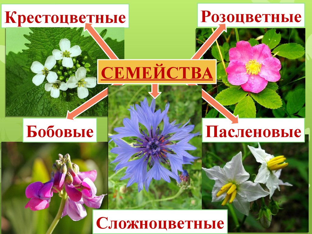 Семейства двудольных растений сложноцветные. Розоцветные и Сложноцветные. Двудольные Розоцветные. Пасленовые бобовые Сложноцветные. Двудольные семейство Сложноцветные.