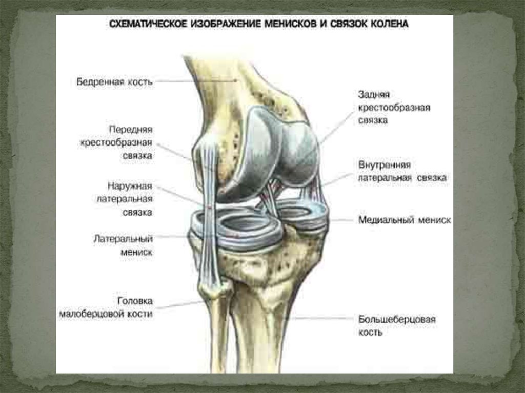 Связки костей. Связочный аппарат коленного сустава анатомия. Связки коленного сустава анатомия внутренние и наружные. Строение коленного сустава человека анатомия связки мышцы. Коллатеральные связки коленного сустава анатомия.
