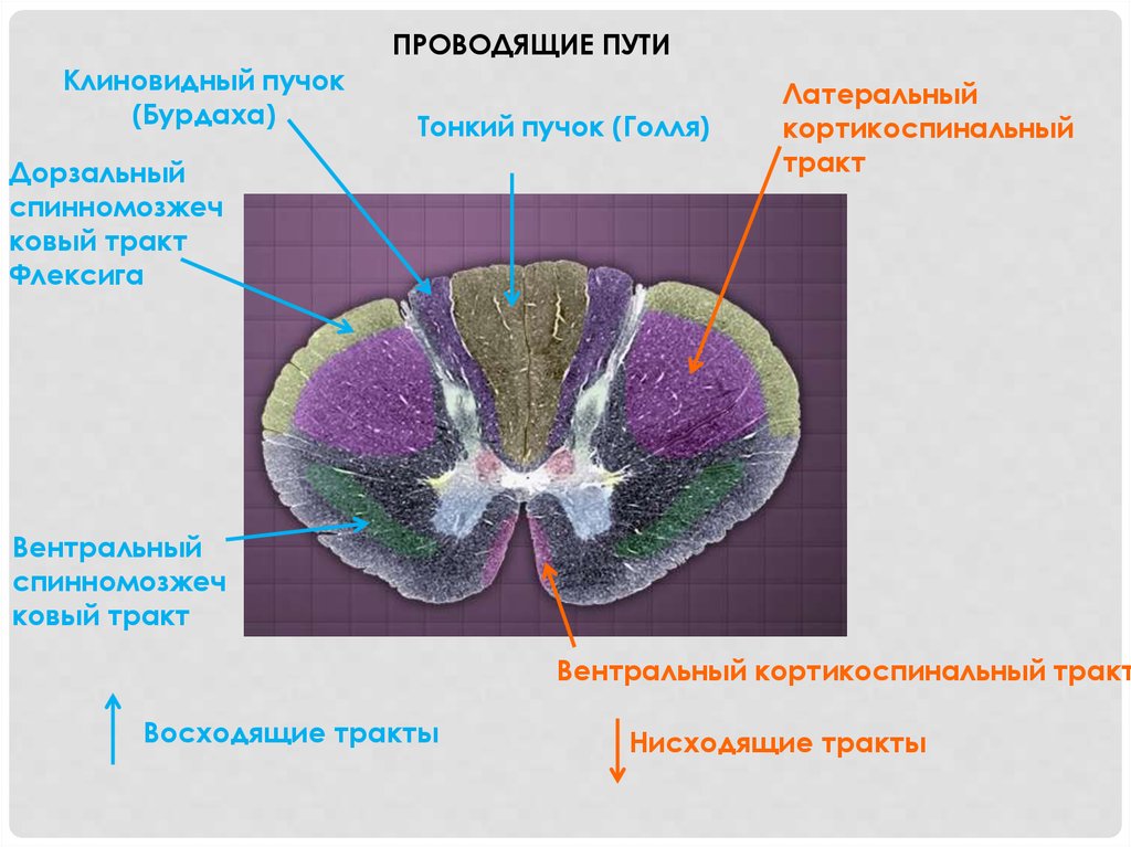 Бурдах. Тонкий и клиновидный пучки. Тонкий и клиновидный пучки спинного мозга. Тонкий пучок Голля