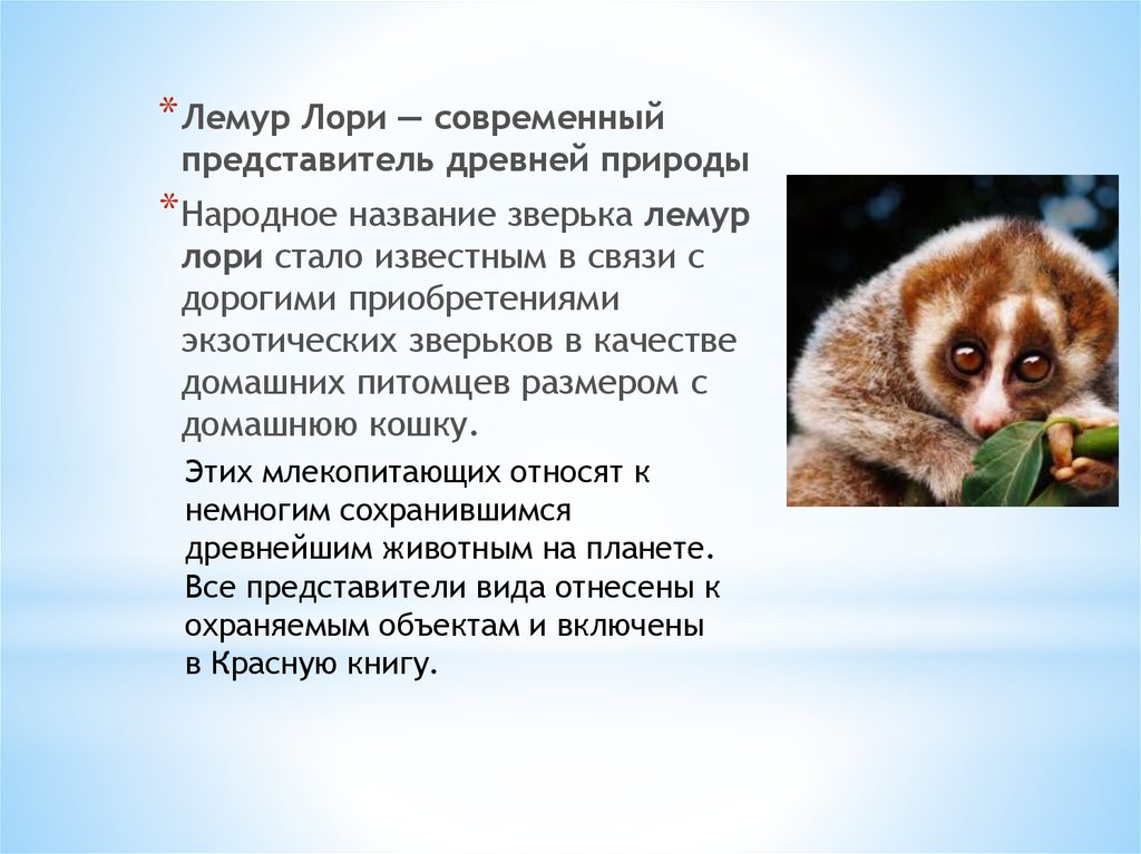 Лемур лори презентация