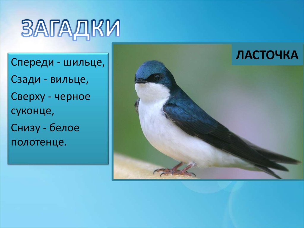 Загадка спереди. Загадка про ласточку. Загадка про ласточку для детей. Загадки про ласточку короткие. Стихи загадки про ласточку.