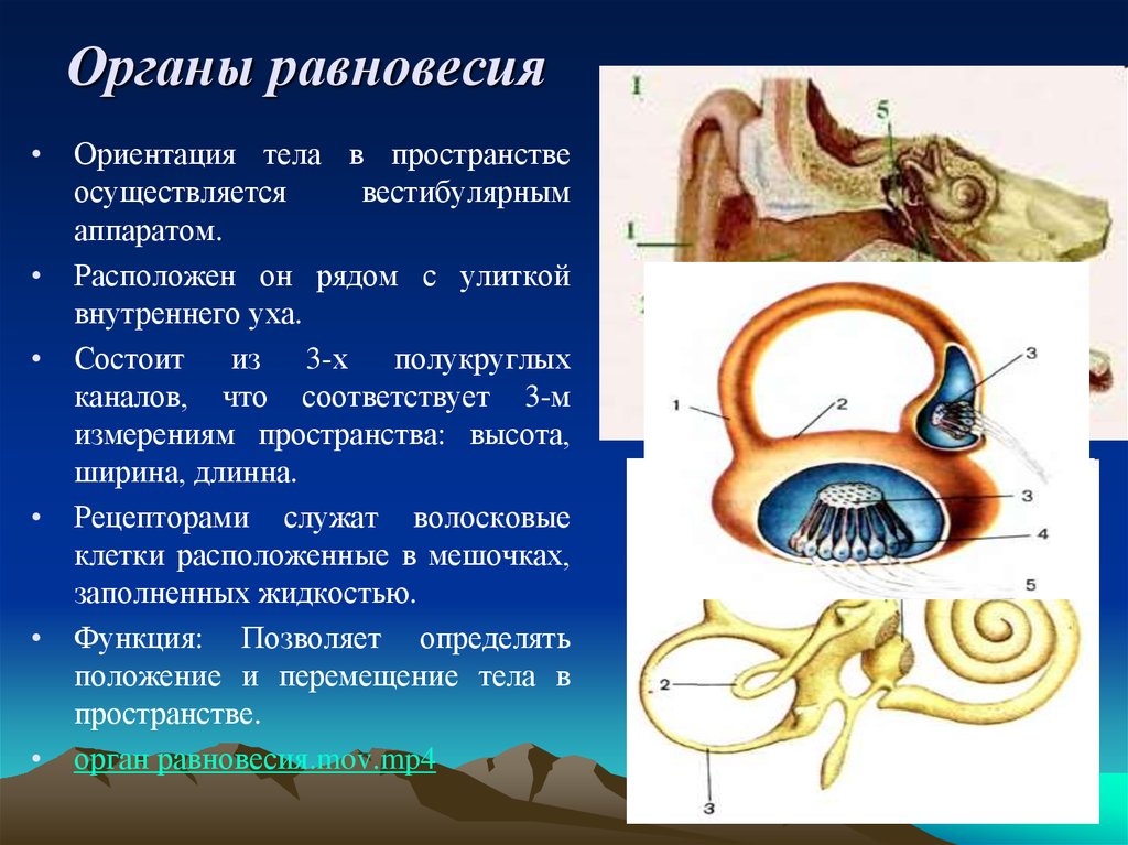 Рецепторный орган слуха. Вестибулярный аппарат отолитовый аппарат. Вестибулярный аппарат внутреннего уха строение. Рецепторы вестибулярного анализатора. Вестибулярный аппарат орган чувств.