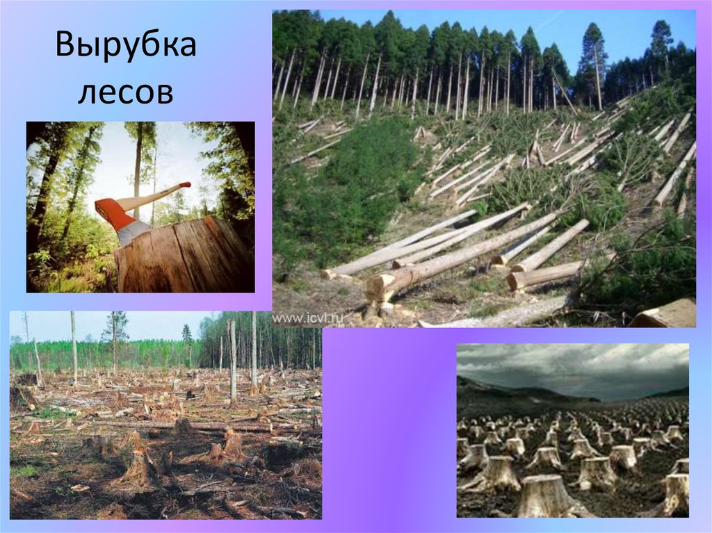 Охрана леса от вырубки. Вырубка лесов. Вырубка лесов экологическая. Проблема вырубки леса. Вырубка лесов экологическая проблема.