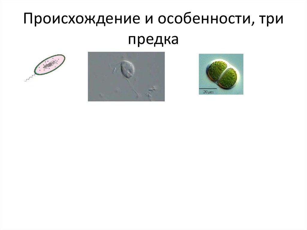 Происхождение и особенности, три предка