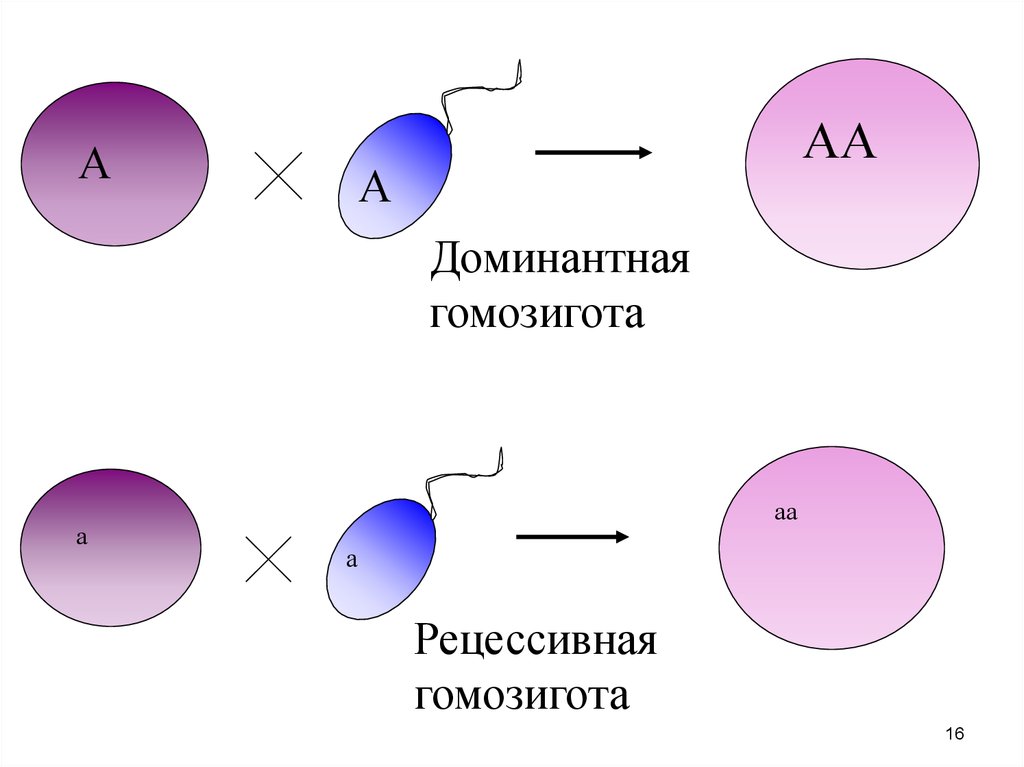 Гомозиготный генотип пример