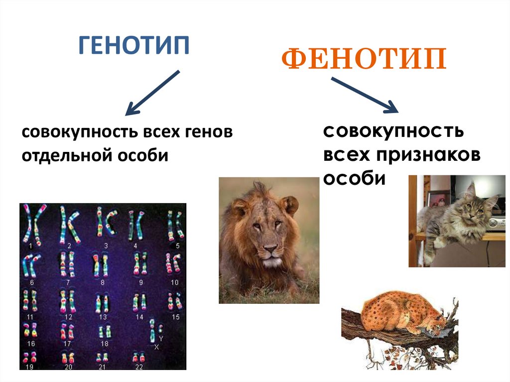 Взаимодействие генотипа и среды презентация 10 класс