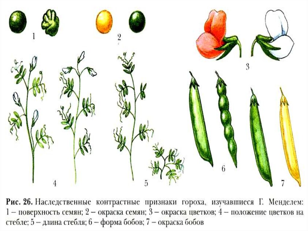 Признаки семян. Наследственные признаки семян гороха посевного. Горох посевной семена наследственные признаки. Наследственные признаки гороха посевного. Гибридизации сортов гороха мендаль.