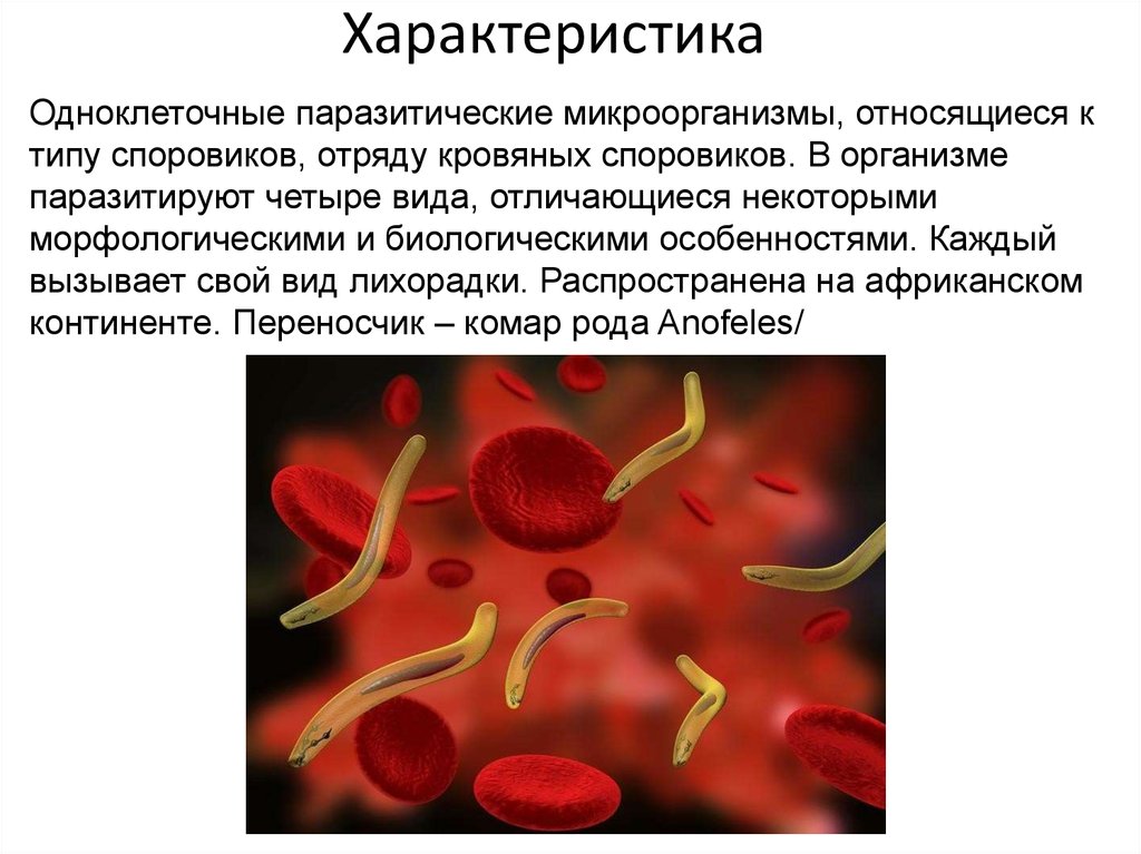 Какой цифрой обозначен на рисунке орган человека в котором размножается малярийный плазмодий