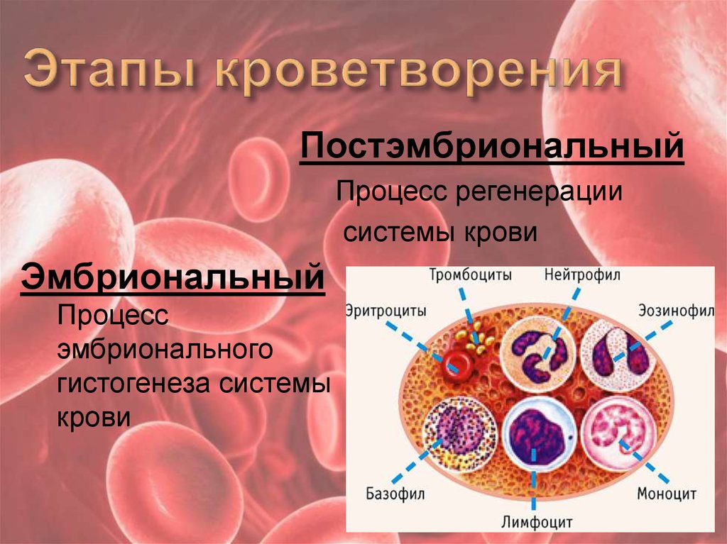 Эритроцитопоэз. Эритроцитопоэз