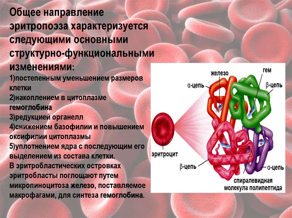 Клетки накопления. Железо для эритропоэза. Что такое оксифилия цитоплазмы клетки. Уменьшен объем клетки гемоглобина. Эритропоэз Синтез гемоглобина.