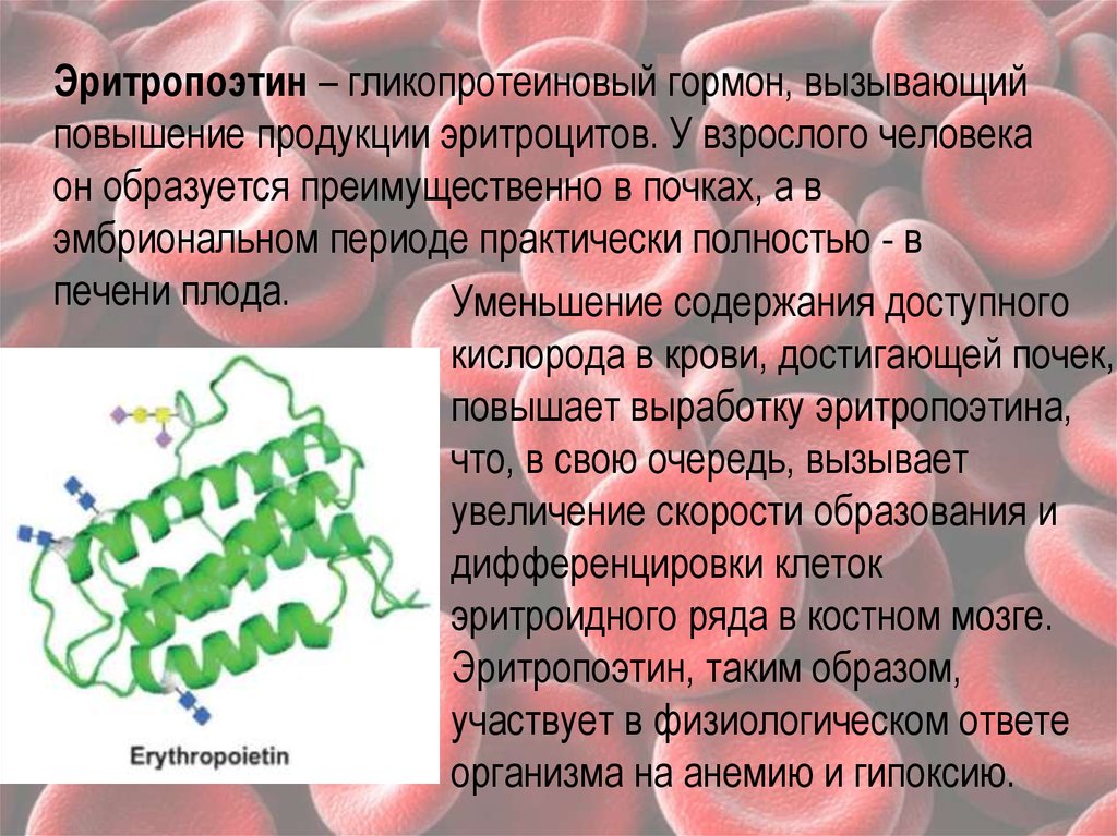 Эритропоэз гормон. Эритропоэтин гормон. эритропоэтин почки. эритропоэтин синтезируется в. гормоны эритропоэза.
