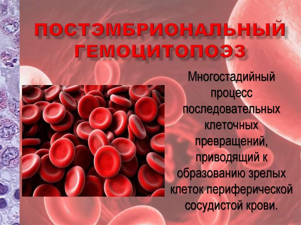 Эритроцитопоэз. Эритроцитопоэз
