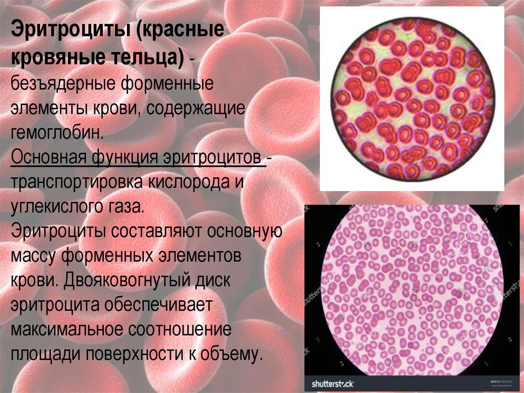 Красные кровяные клетки транспортирующие