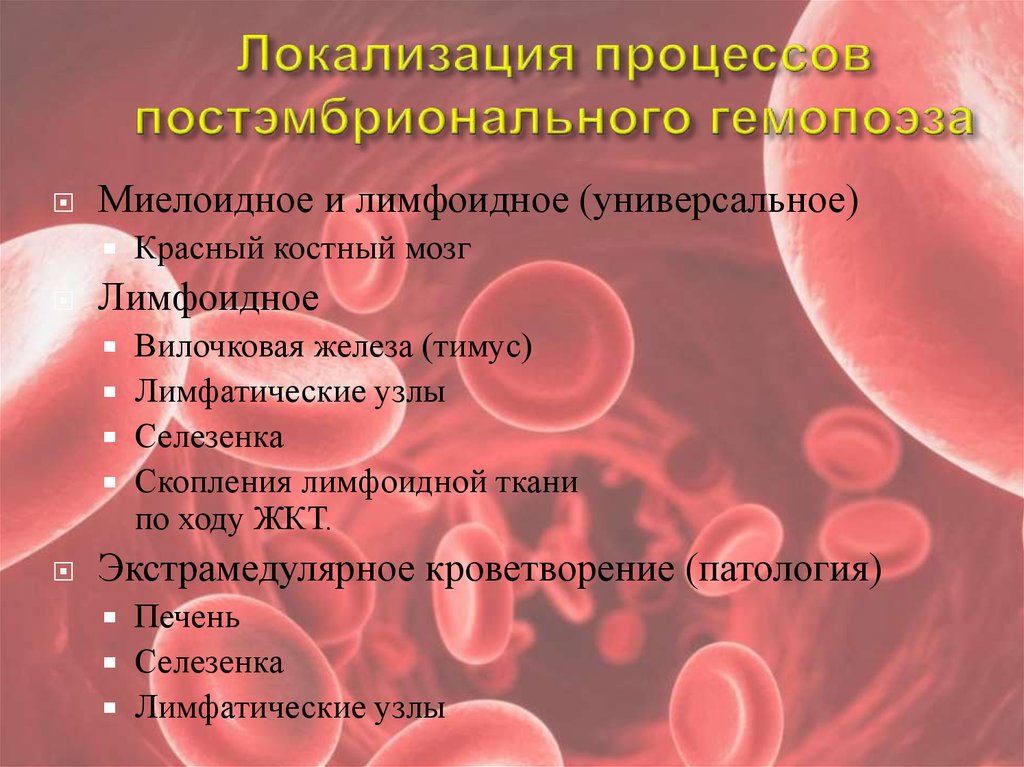 Постэмбриональный иммуноцитопоэз презентация