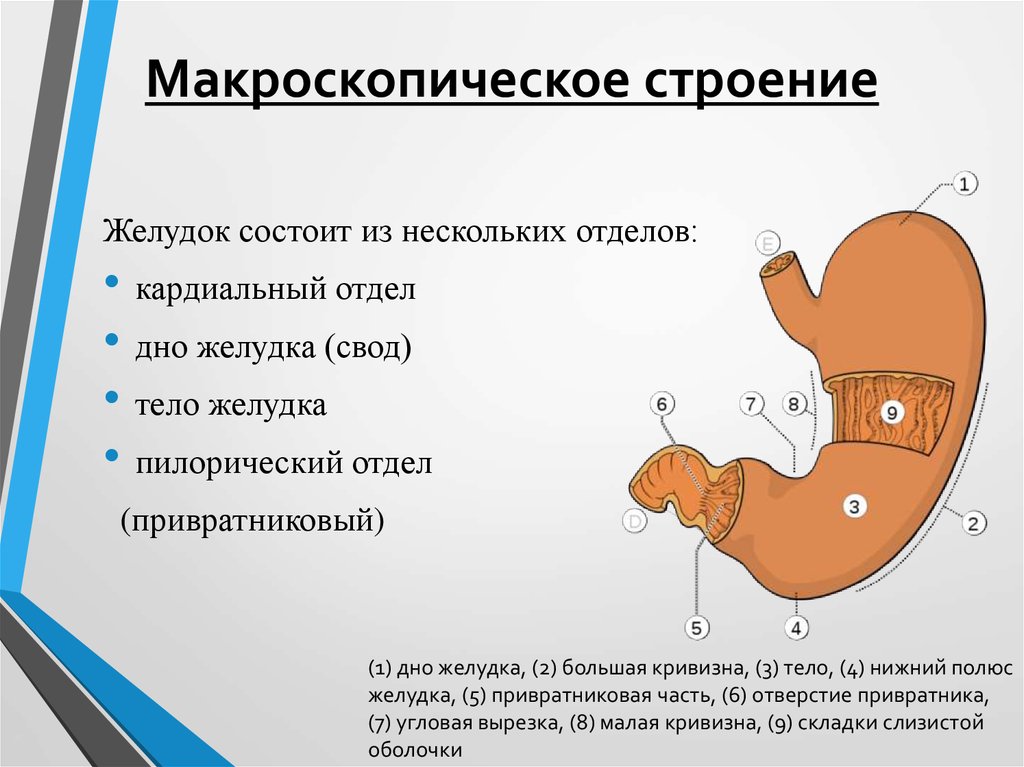 Желудок функция отдела. В пилорическом отделе желудка расположен. Пилорический отдел желудка схема. Кардиальный и пилорический отделы желудка. Макроскопическое строение желудка.
