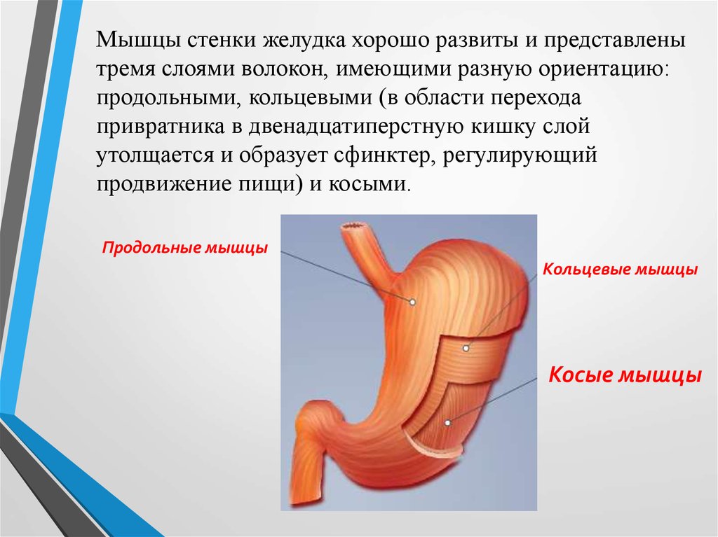 Кто такой привратник. Стенки желудка образованы. Мышечная стенка желудка состоит из. Стенка состоит из трех слоев желудок.