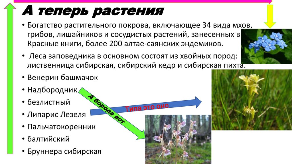 Что такое растения текст. Алтайский заповедник охраняемые растения. Редкие виды растений в Алтайском заповеднике. Какие растения охраняются в Алтайском заповеднике.