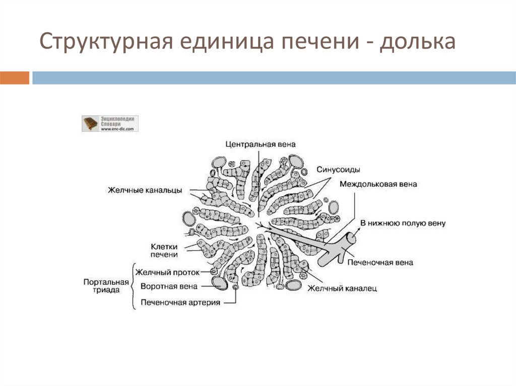 Долька печени схема