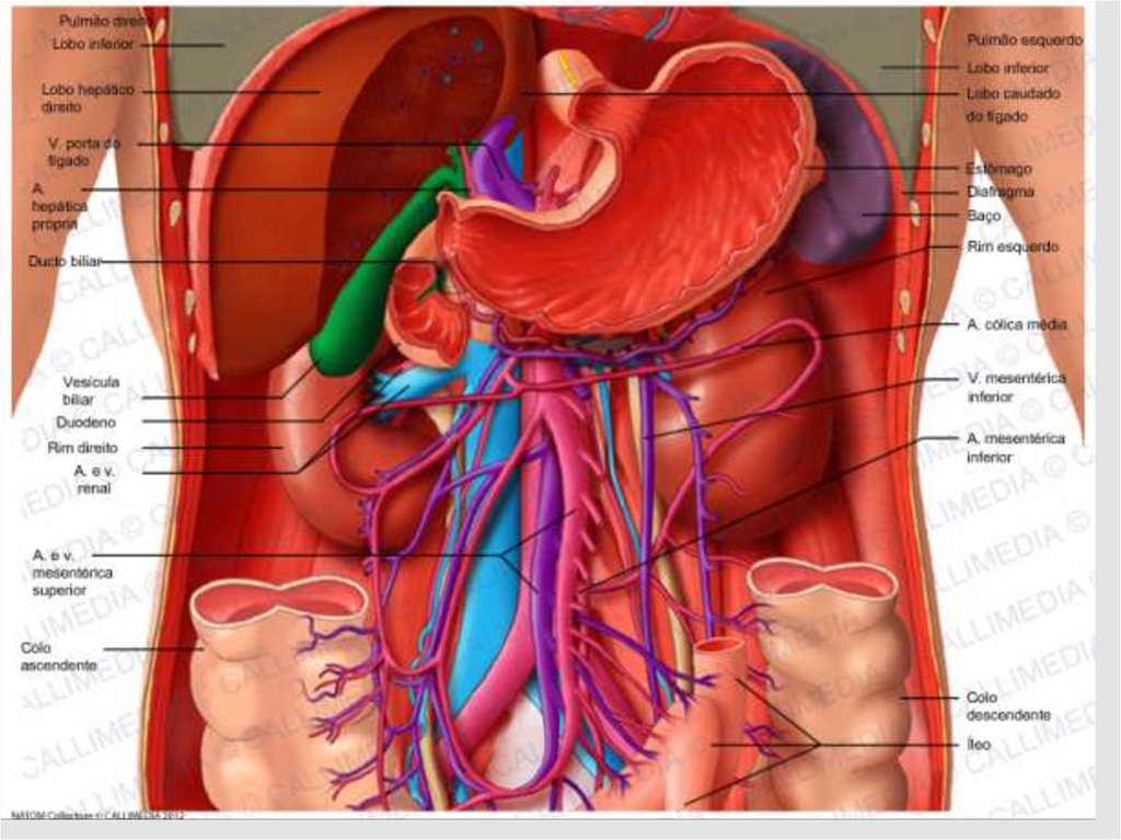 Какие органы в брюшной полости человека