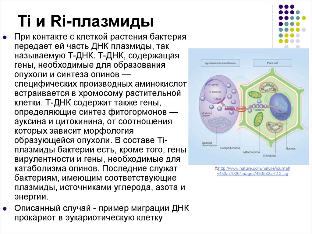 Днк в клетках растений. ДНК В растительной клетке. Какие структуры растительной клетки содержат ДНК?. Растительная клетка Тип ДНК.