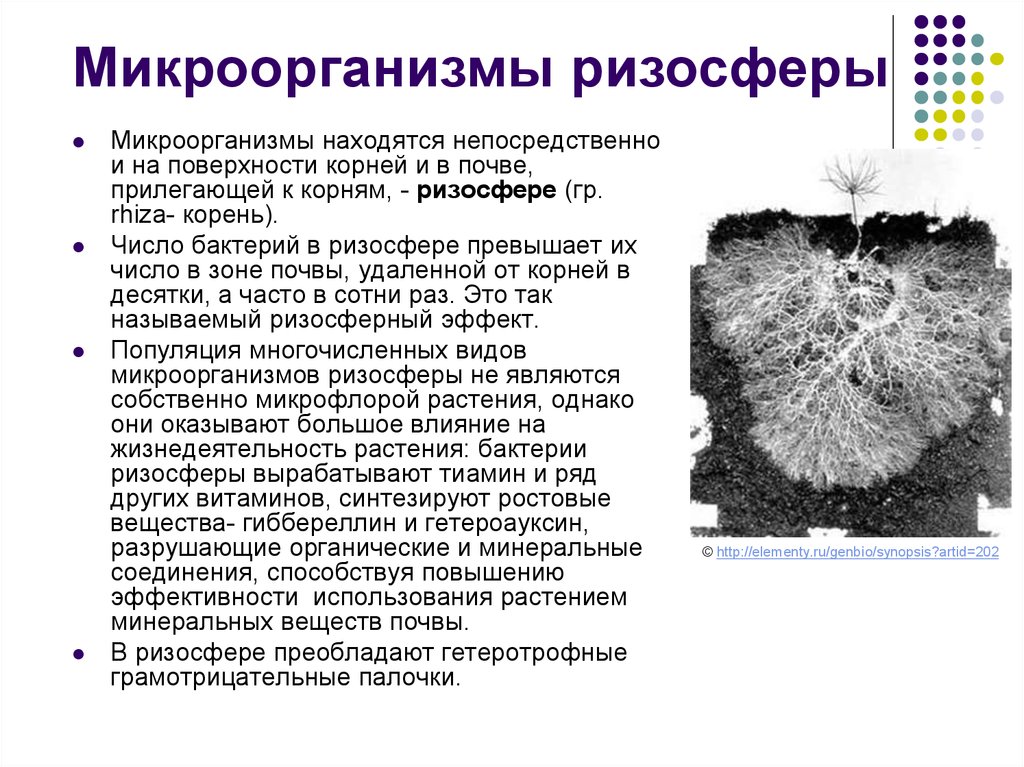 Микроорганизмы почвы растения. Ризосфера микроорганизмы. Ризосферная микрофлора. Микрофлора ризосферы. Ризосфера бактерии.