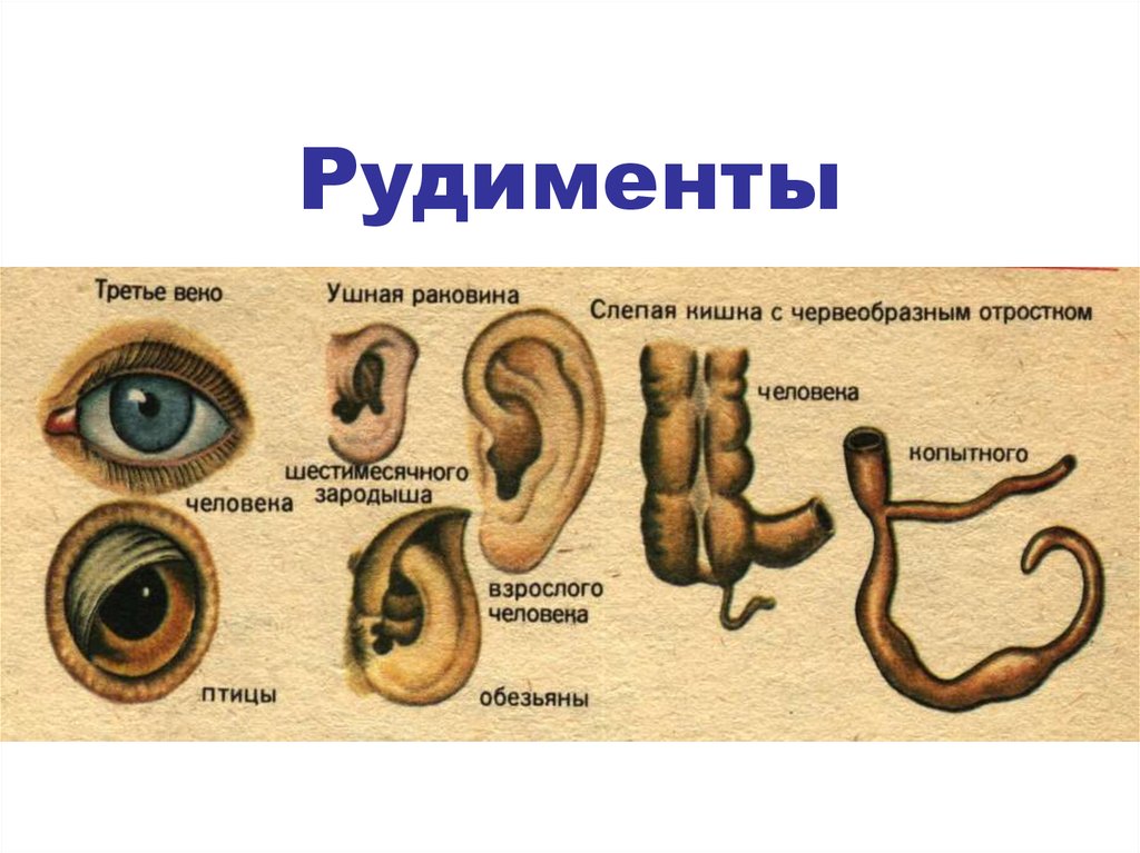 Ушная раковина атавизм. Рудиментарные органы человека. Рудиментарные органы человека примеры. Органы рудименты у человека.