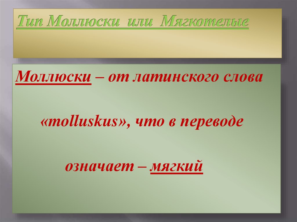 Мягкий значение. Значение слова мягкий. Мягкотелый значение. Проект слово от латинского. Земля от латинского слова.