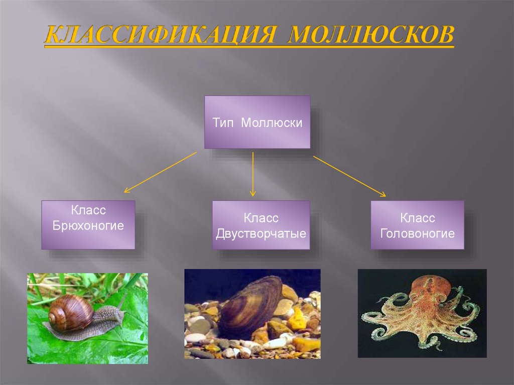 Тип моллюски презентация 7 класс презентация