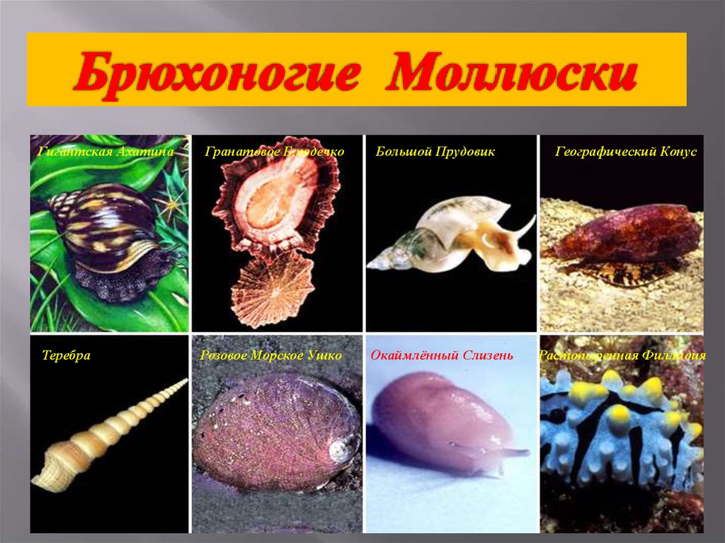 Моллюски черного моря проект по биологии